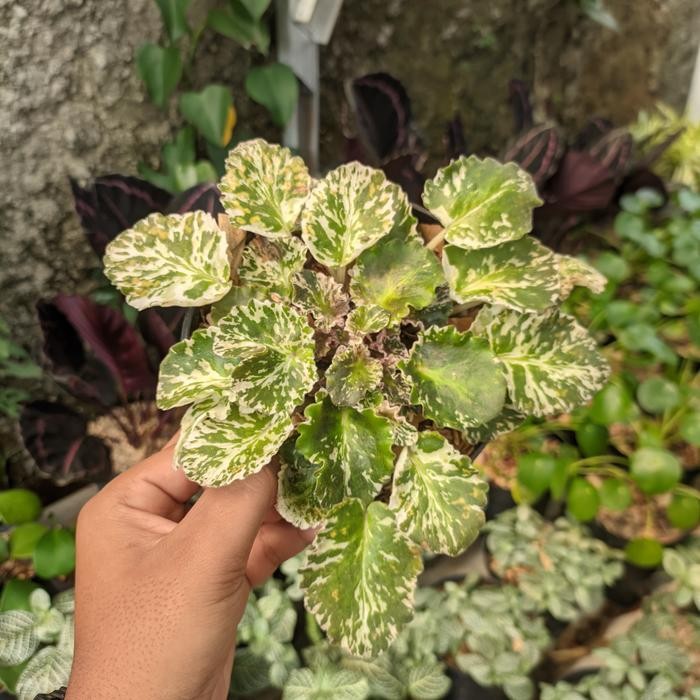 JTTOP" TANAMAN HIAS BUNGA VIOLCES VARIEGATA / AFRICAN VIOLET / VIOLCES