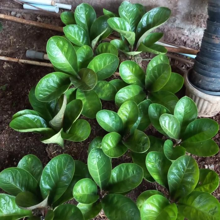 JTTOP" TANAMAN HIAS ANTHURIUM MANGKOK CUT KEKE - ANTHURIUM JEMANI CUT KEKE