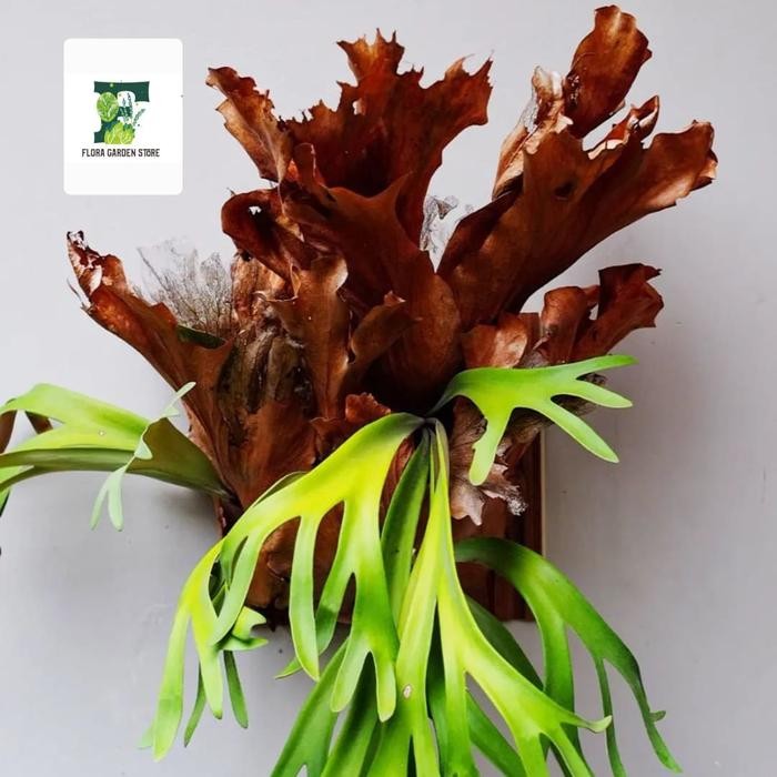 JTTOP" TANAMAN HIAS TANDUK RUSA - TANDUK RUSA PLUS AKAR PAKIS