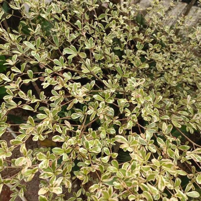 JTTOP" TANAMAN HIAS KETAPANG KENCANA VARIGATA - KETAPANG KENCANA VARIEGATA