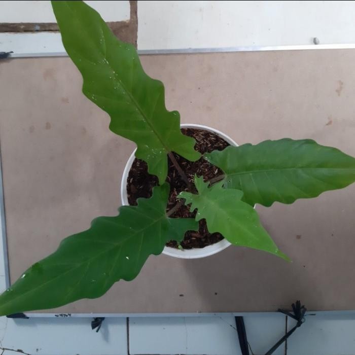 JTTOP" TANAMAN HIAS KERIS PAPUA - TANAMAN HIAS UNIK KERIS PAPUA