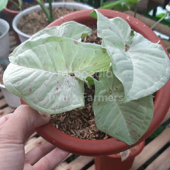 JTTOP" SYNGONIUM MILK CONFETTI /SINGONIUM MILK CONFETTI