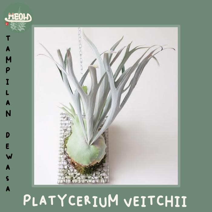 platycerium veitchii
