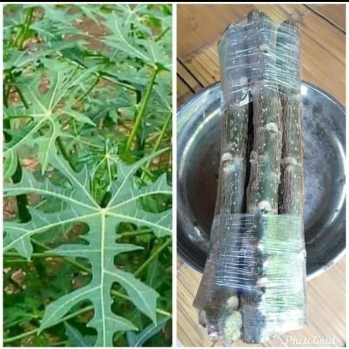 bibit pepaya jepang,bibit sayur herbal pepaya jepang,per ikat