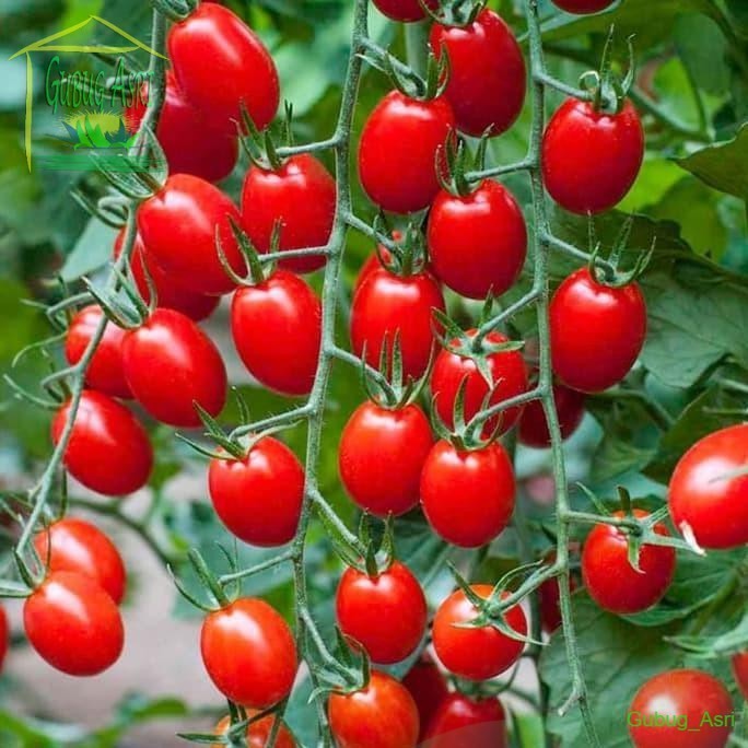 Bibit Benih Biji Sayur Tomat Ceri Merah Manis Small Red Cherry Tomato