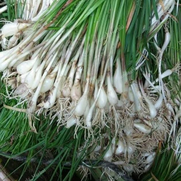 kucai sayur segar / bibit kucai / daun kucai segar