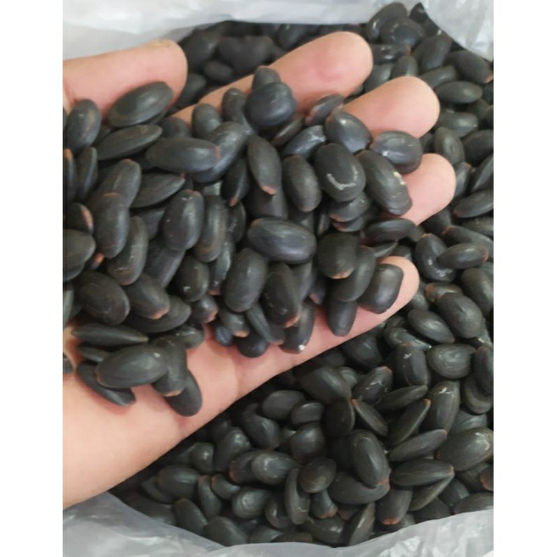 

Sega Tungtung Biji Kedawung Kering 1Kg Biji Kedaung Kwalitas Bagus