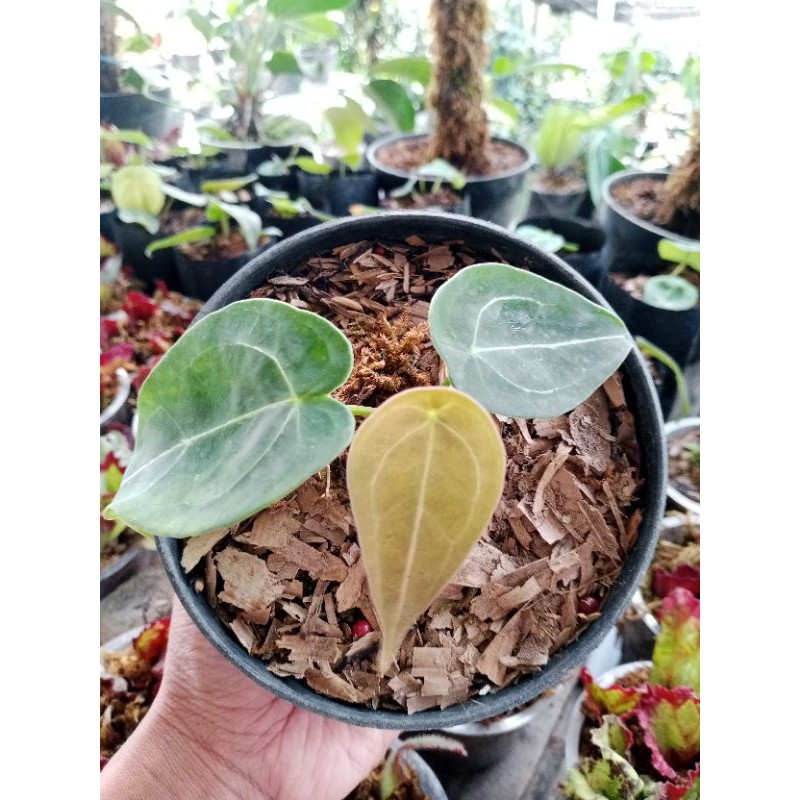 Anthurium Kuping Gajah Forgetii ORI Split Bonggol