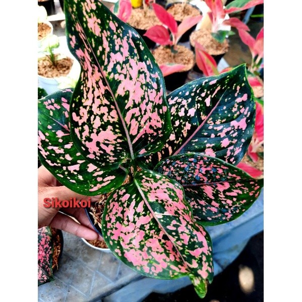 Aglonema Pink Dalmation Dalmantion Tanaman Hias Remaja Besar
