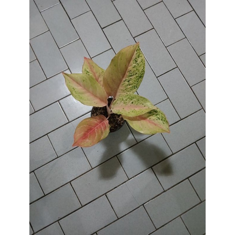 Aglaonema Bidadari