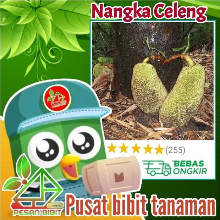 

Terlaris Bibit Tanaman Buah Nangka Celeng Nangka Bilulang Nangka Unik