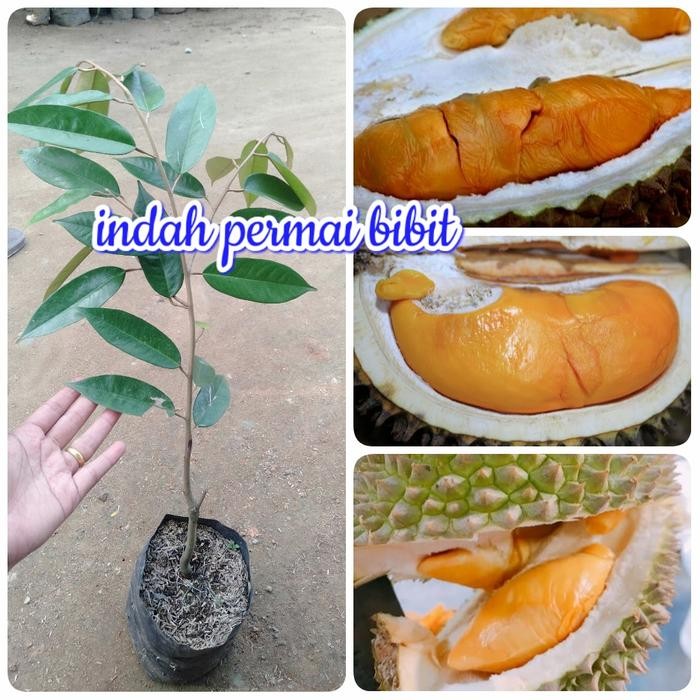 

Terlaris Bibit Tanaman Durian Udang Merah
