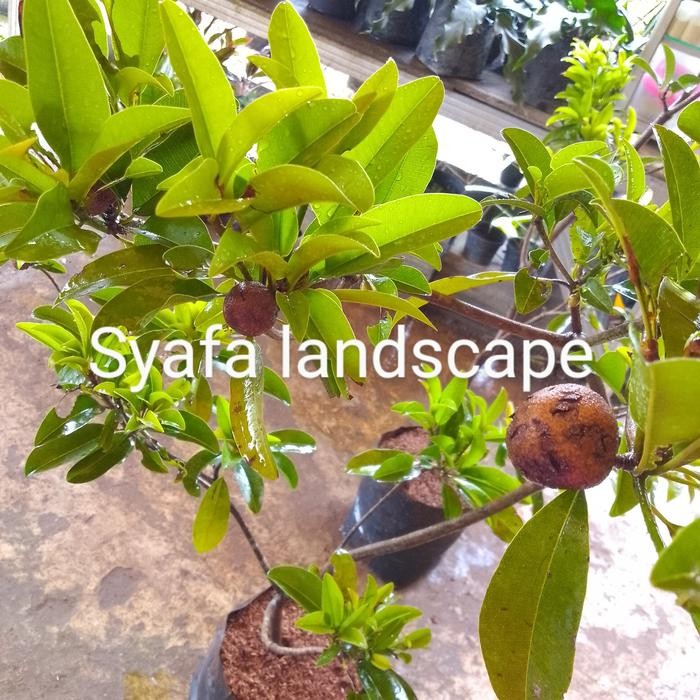 

Terlaris Bibit Pohon Sawo Berbuah Tinggi 1,5 Meter Batang Besar