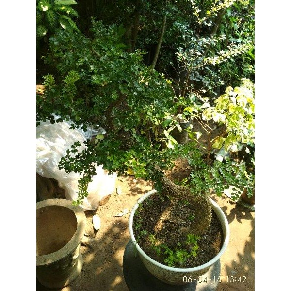

Terlaris Bibit Bonsai Kawista Super
