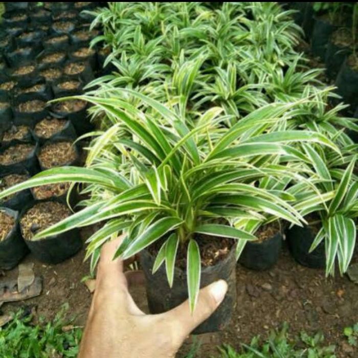 

Tanaman Hias Hidup Lili Paris