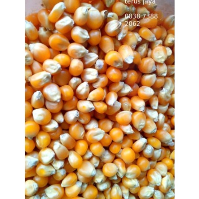 

Popcorn Mushroom 200g Mekar Bulat Bulat