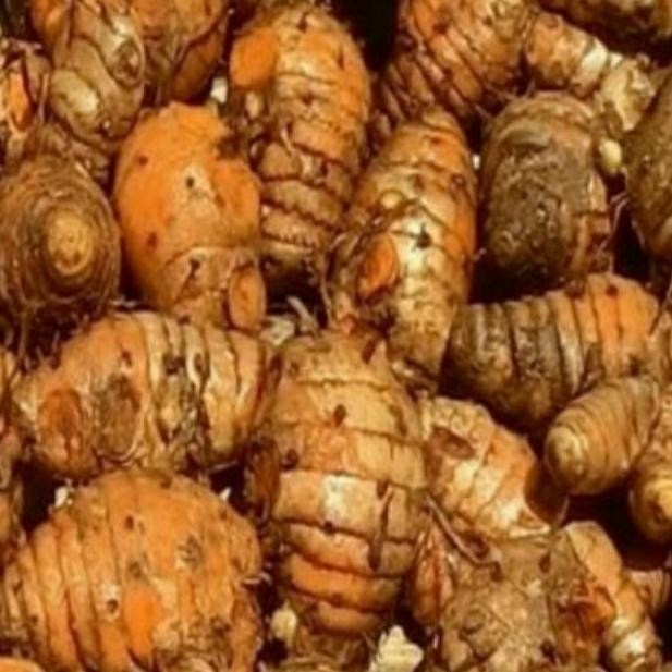 

Terlaris Biang Kunyit Segar 500Gram. Herbal