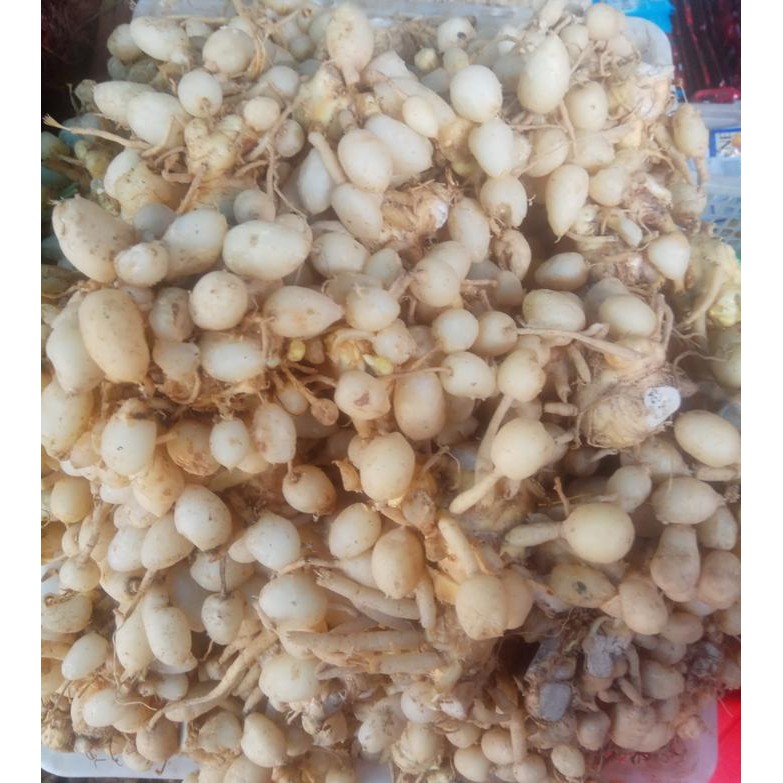 

Terlaris Temu Kunyit/ Kunir Segar/Kunyit Putih Fresh 1Kg
