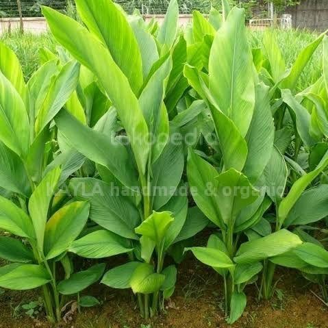 

Terlaris Daun Kunyit Segar 100Gr
