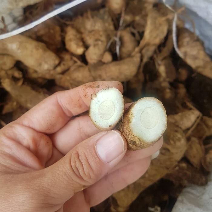 

Terlaris Kunyit Putih Segar
