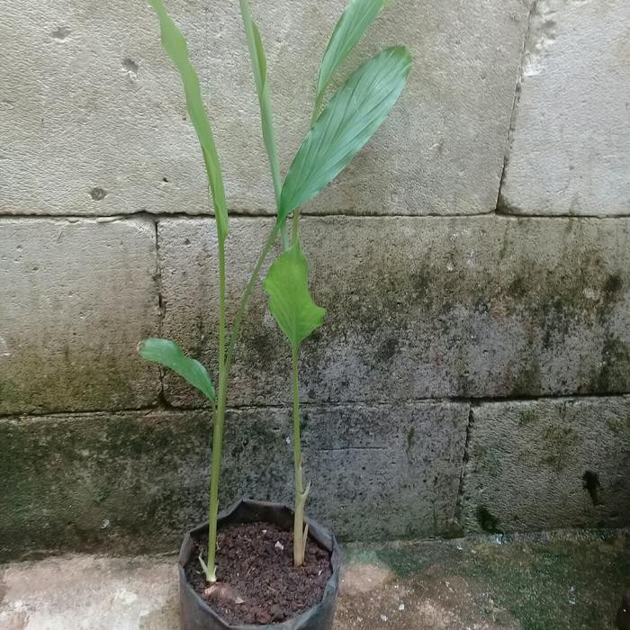 

Terlaris Tanaman/Bibit Pohon Kunyit