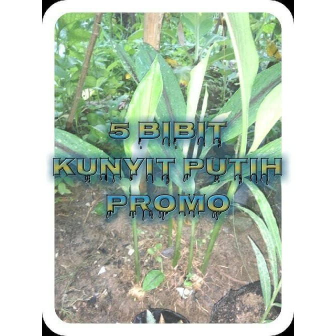 

Terlaris 5 Bibit Kunyit Putih Tinggi 30-60 Cm (Promo)