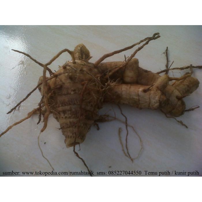 

Terlaris Herbal Antimutagenik - Temu Putih Segar 1 Kg Kunir Putih