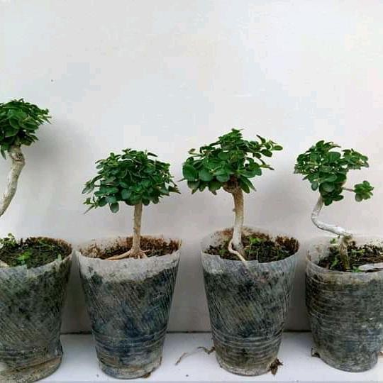bahan bonsai sancang ori tanaman hidup bahan mame