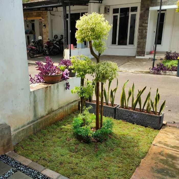 Tanaman Hias Bonsai anting putri tinggi 1 s/d 1,5meter - pohon hidup