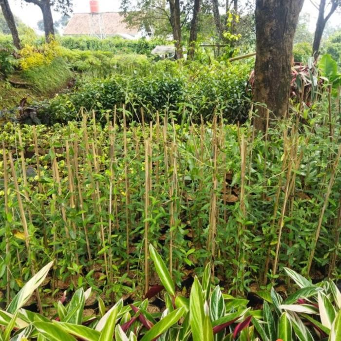 tanaman lee kwan yew/tanaman rambat lee kwan yew/lee kwan yew/likanyu