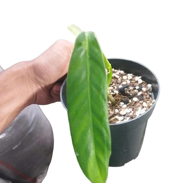 Philodendron Patriciae Ekonomis Asli