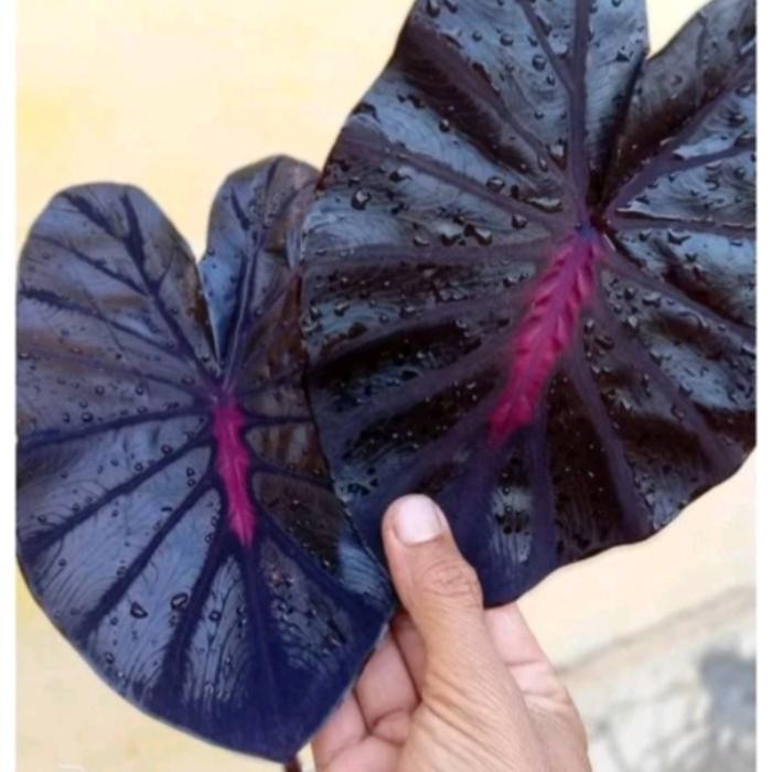 colocasia black lava size anakan