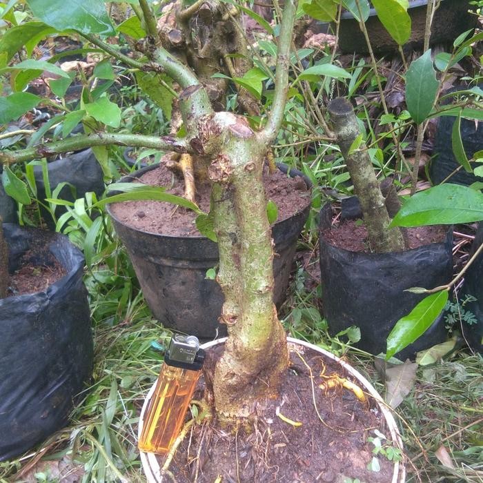 bonsai ampelas putih tinggal percantik