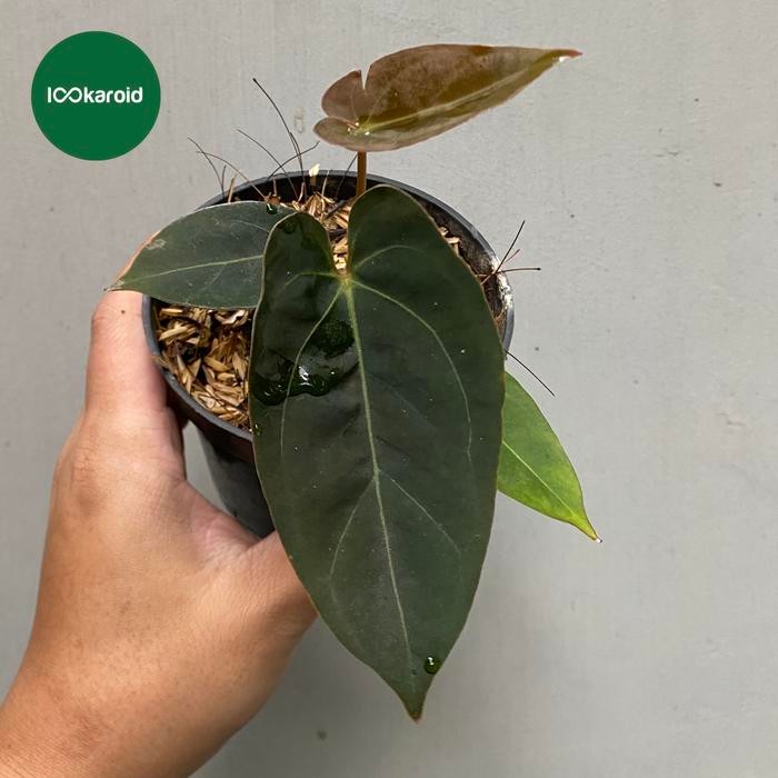 Tanaman Hias Anthurium Papillilaminum / Kuping Gajah Papi Dark Form