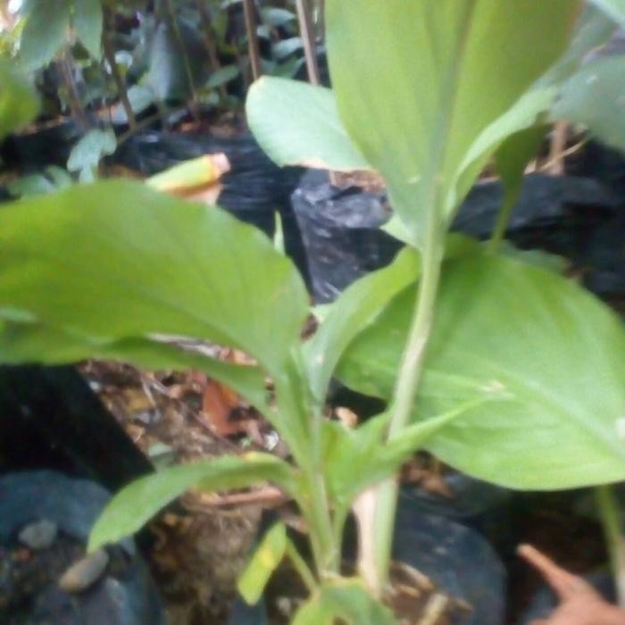 

Terlaris Tanaman Herbal Kunyit