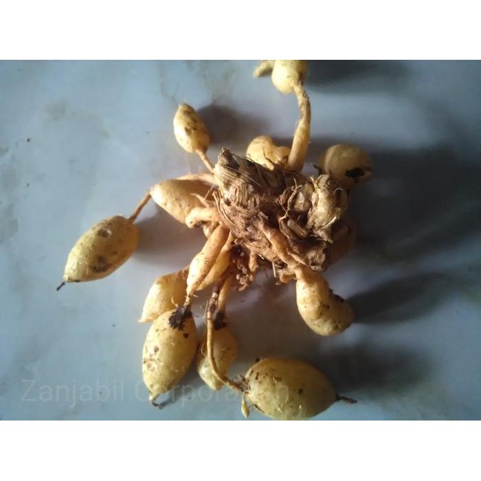 

Terlaris Kunyit Putih Utuh Herbal Potensial