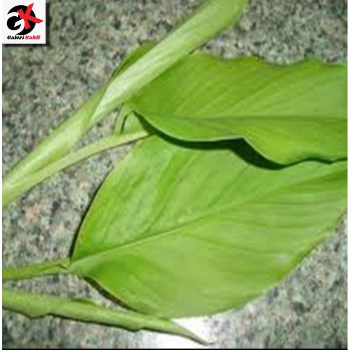 

Terlaris Daun Kunyit Segar Berkualitas - 1 Ikat