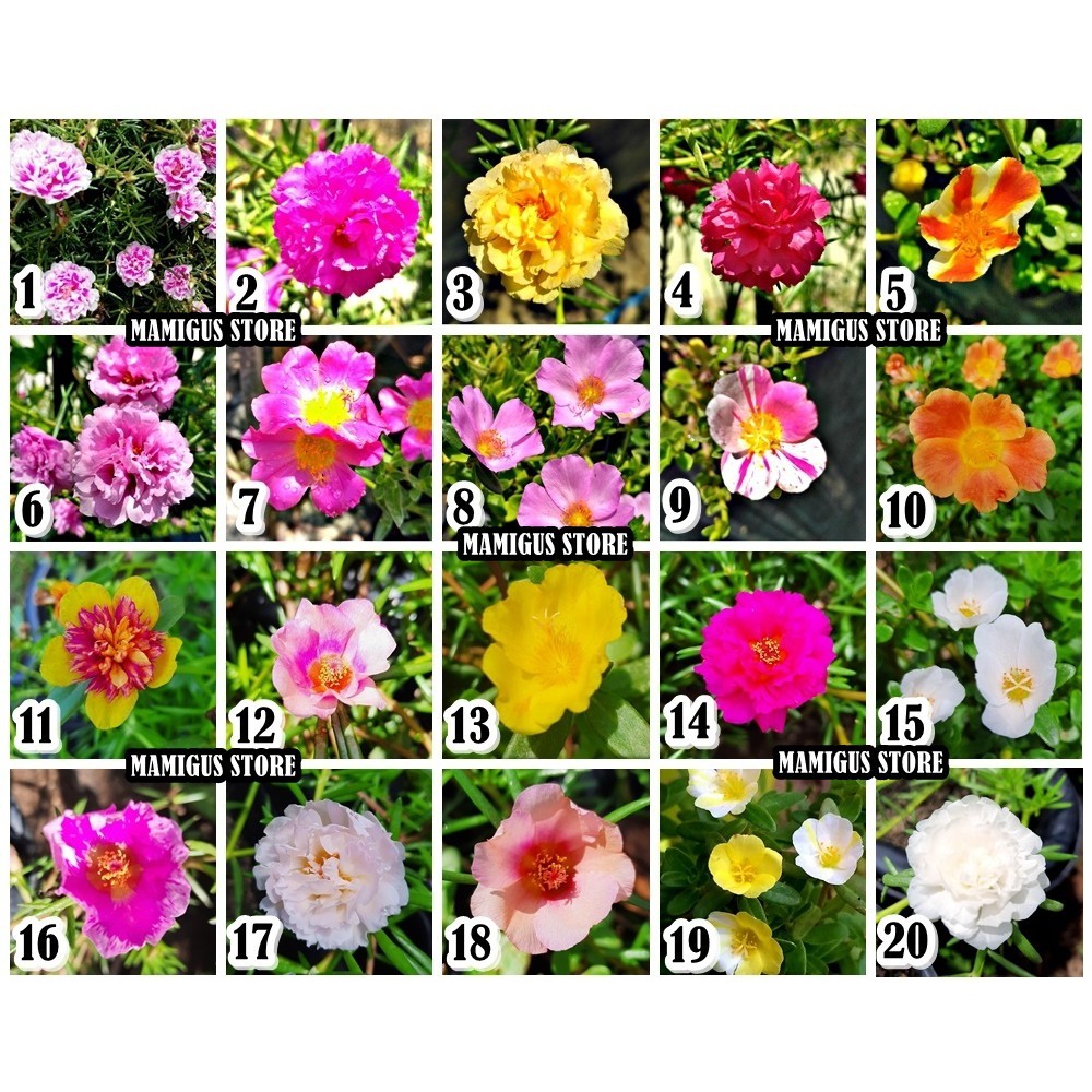 

TERMURAH!! PAKET 10, 20, 30, 40, 50, 60 WARNA Stek Krokot / Portulaca / Mossrose / Kerokot /