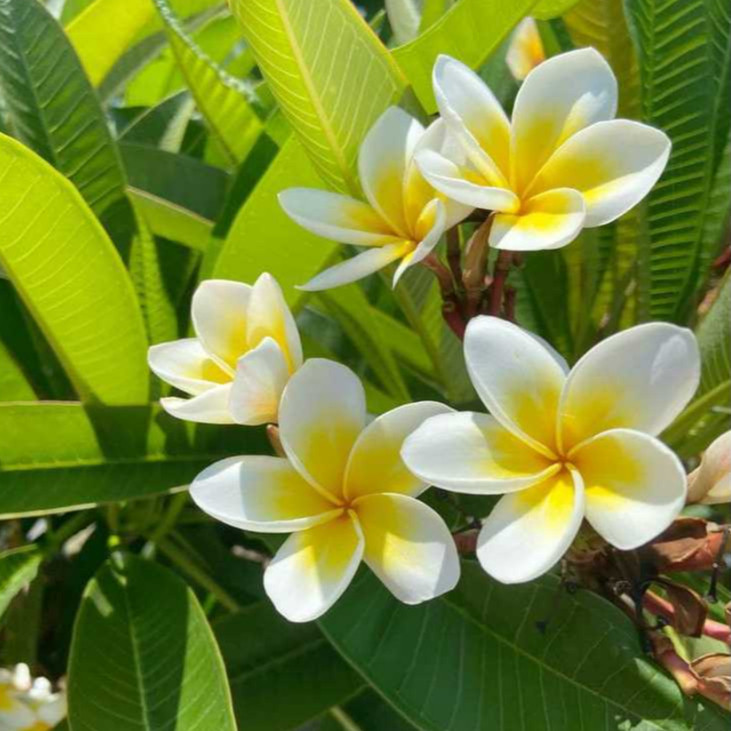 Bibit Bunga Kamboja Bali Kuning Putih Bunga Kamboja Plumeria Super Unggulan