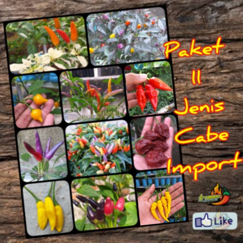Paket Benih 11 jenis Cabe Hias Unik konsumsi