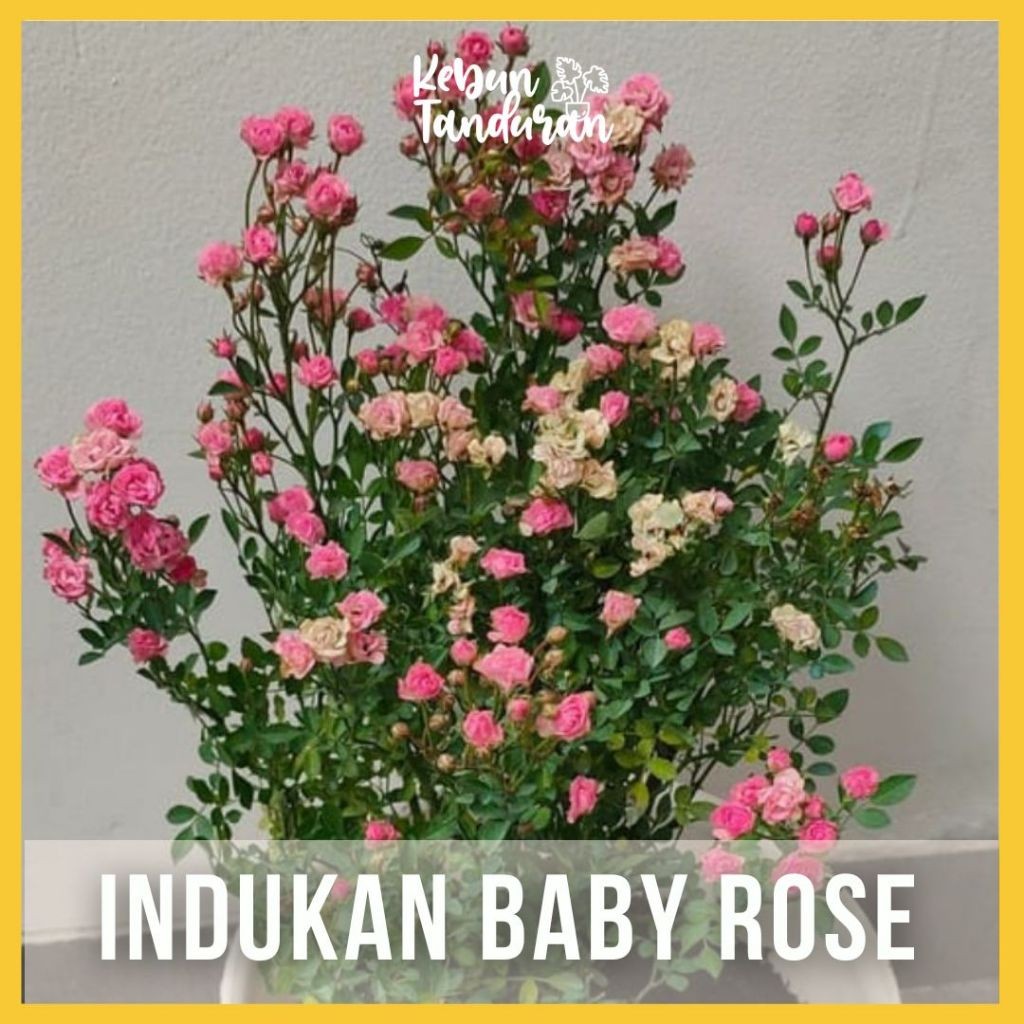 Tanaman Hias Hidup Indukan Baby Rose Plant Besar Bunga Mawar Mini Kondisi Indukan