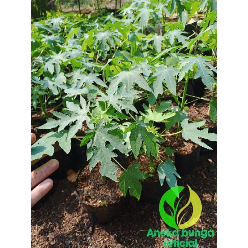 Tanaman buah pepaya California / pohon pepaya California manis