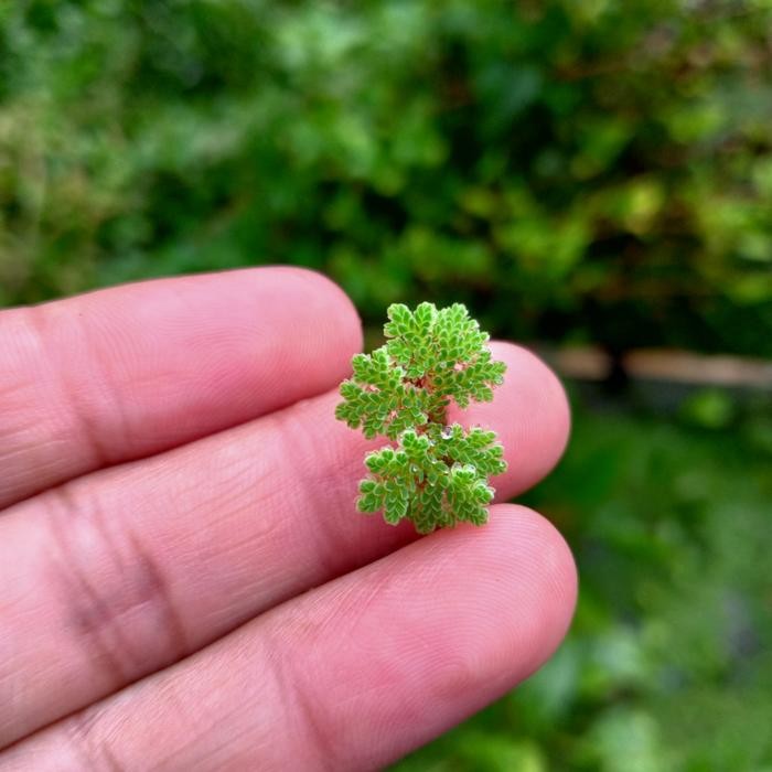 Azolla Microphylla