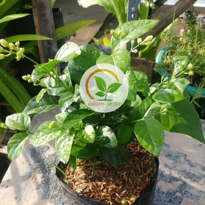 

bibit tanaman melati raja/star jasmine