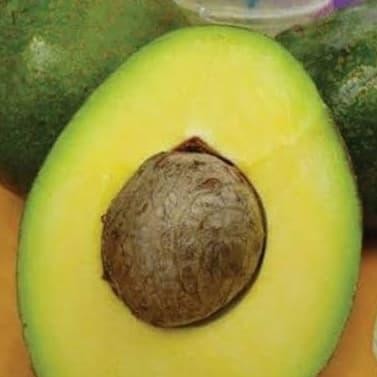 

Bibit Pohon Alpukat Miki - Buah Alpukat -Tanaman Alpuket Okulasi