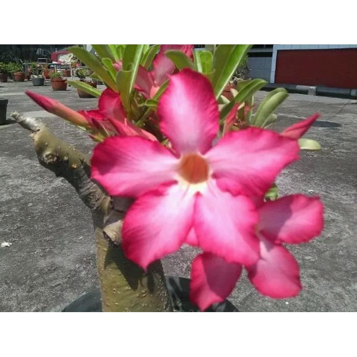 

Tanaman hias bibit adenium/kemboja jepang