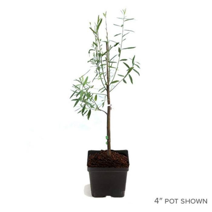 

BIBIT TANAMAN BABYLON WILLOW