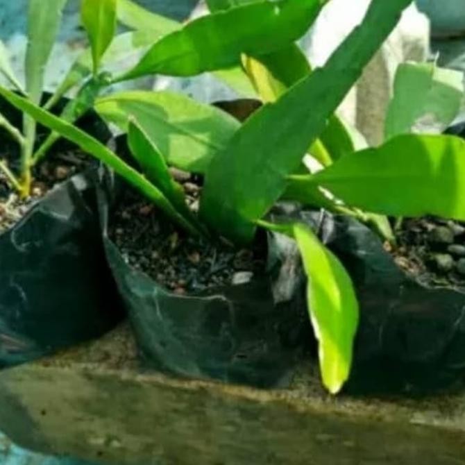 

Bibit tanaman hias wijaya kusuma bunga ungu merah