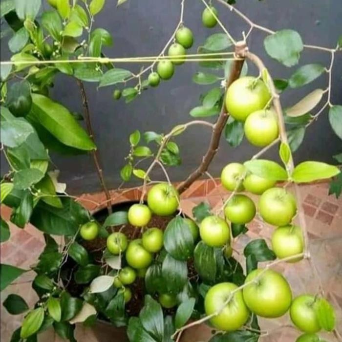 

bibit tanaman buah apel putsa kondisi berbunga