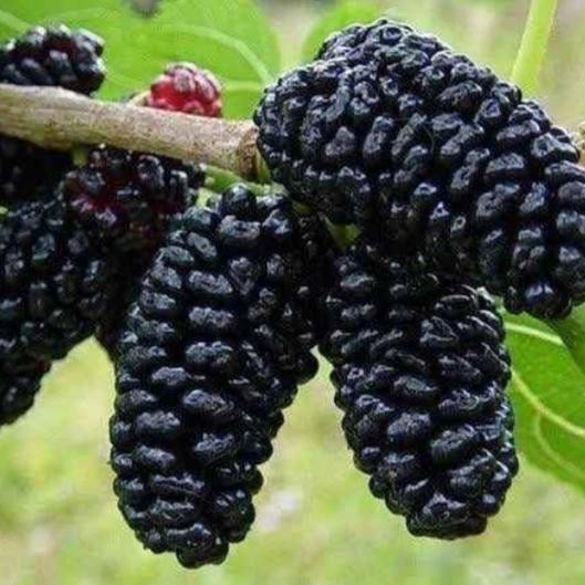 

BIBIT TANAMAN MURBEI..siap kirim